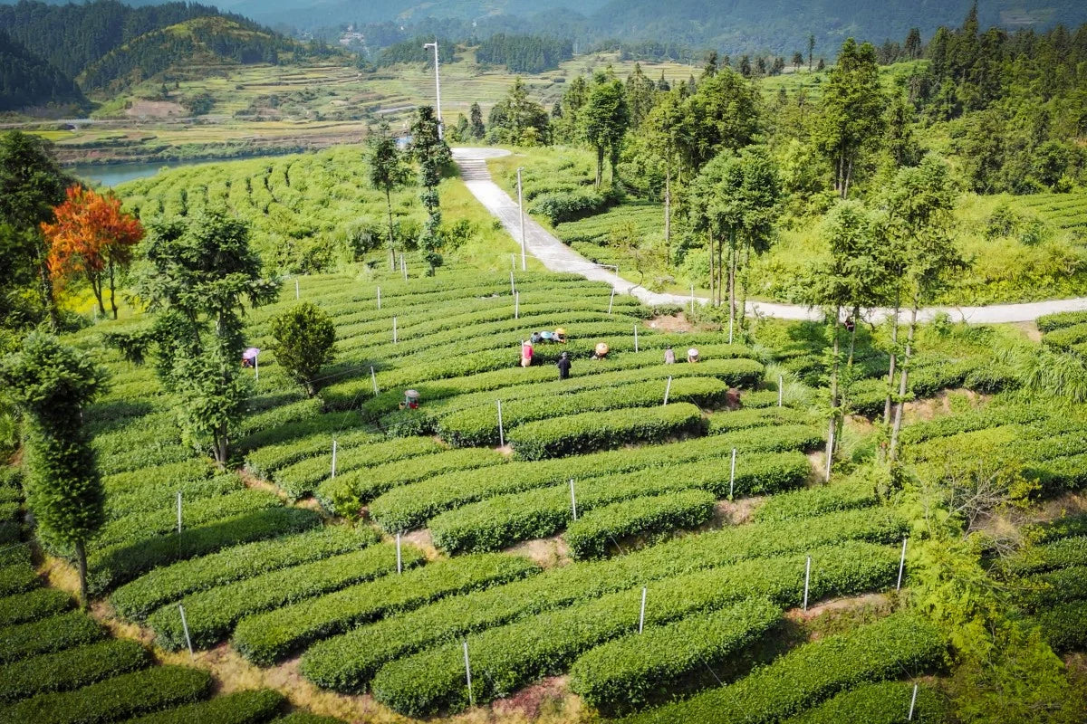 Tea field in Mount Fanjing's core protected zone