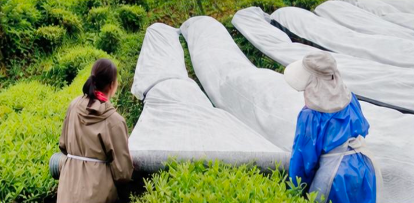 Workers applying full shade covers across tea plants